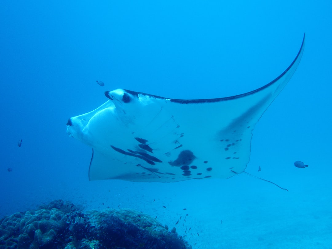 Manta ray at a cleaning station